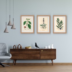 3 Çerçeveli Tablo Seti - Botanik